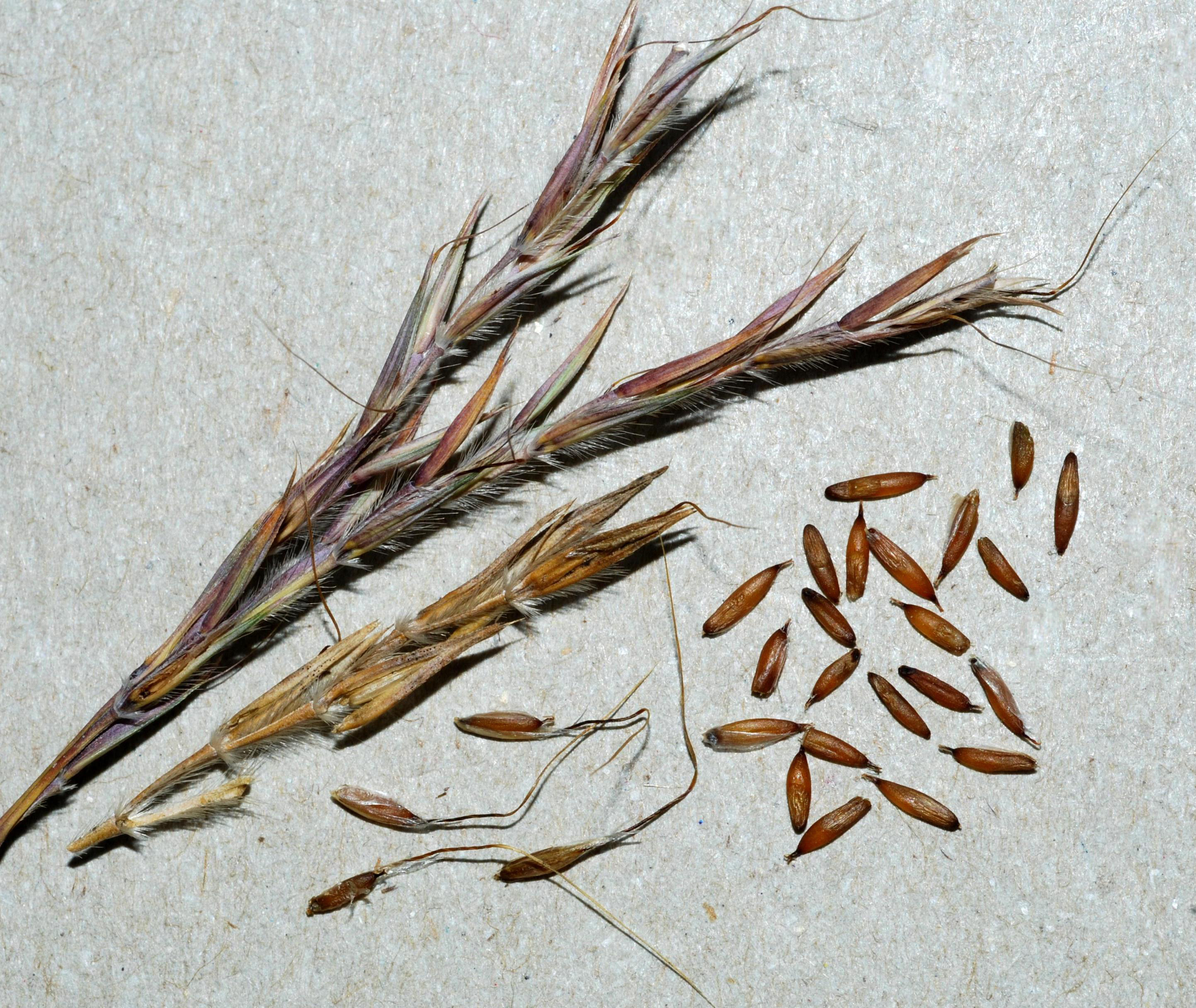 A. gerardii - fruits/seeds