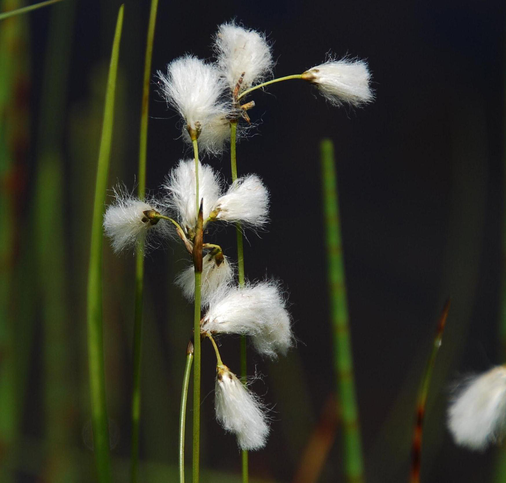 E. gracile - fruits