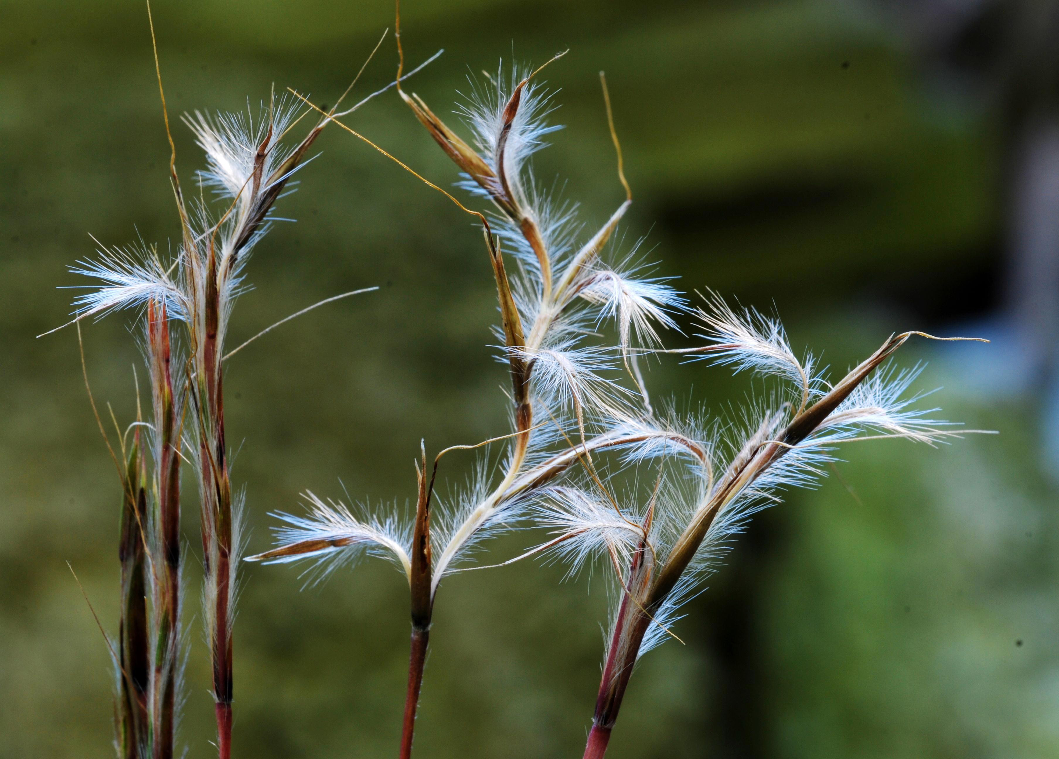 S. scoparium - mature fruits