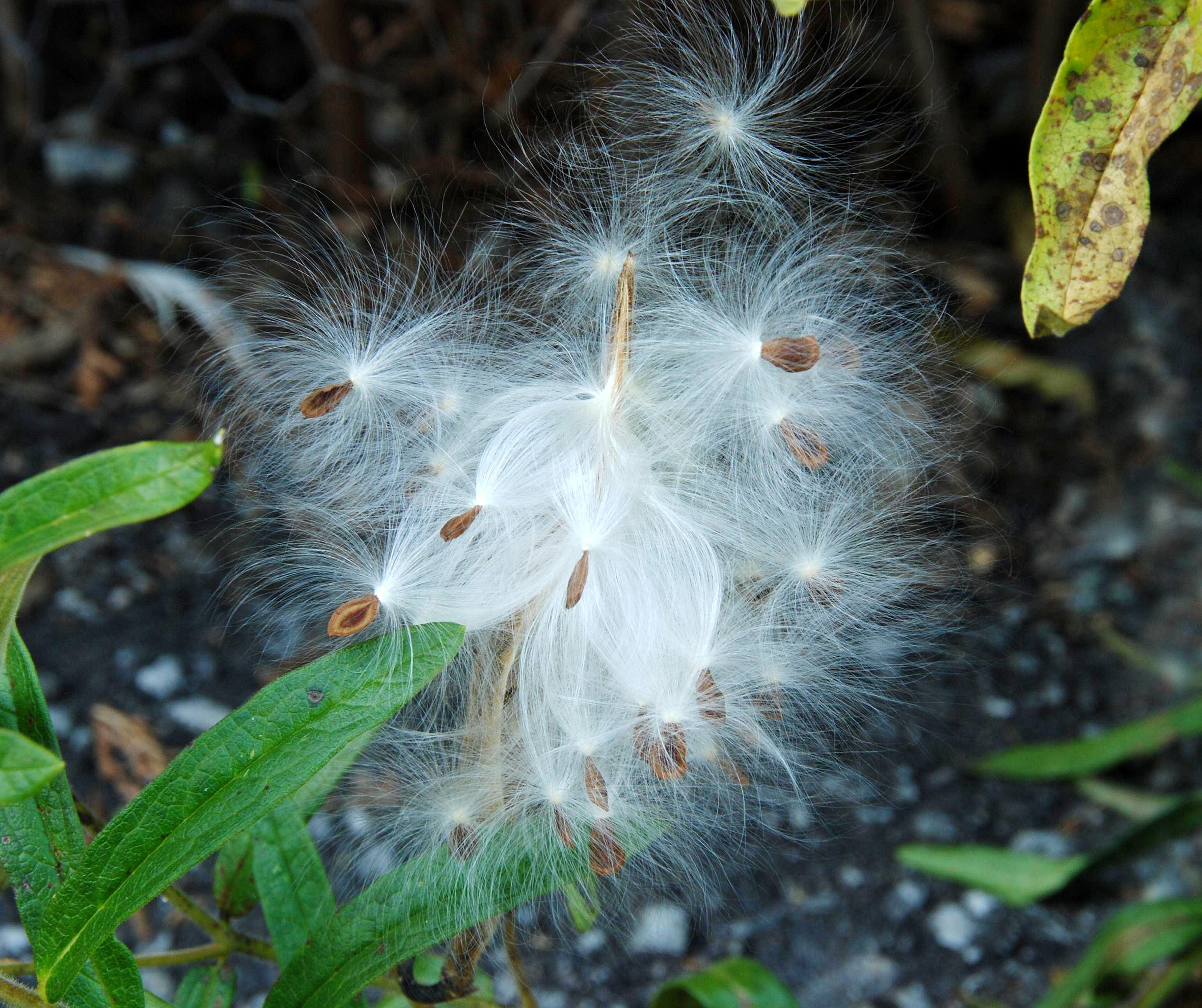 A. tuberosa - fruits & seeds at dispersal