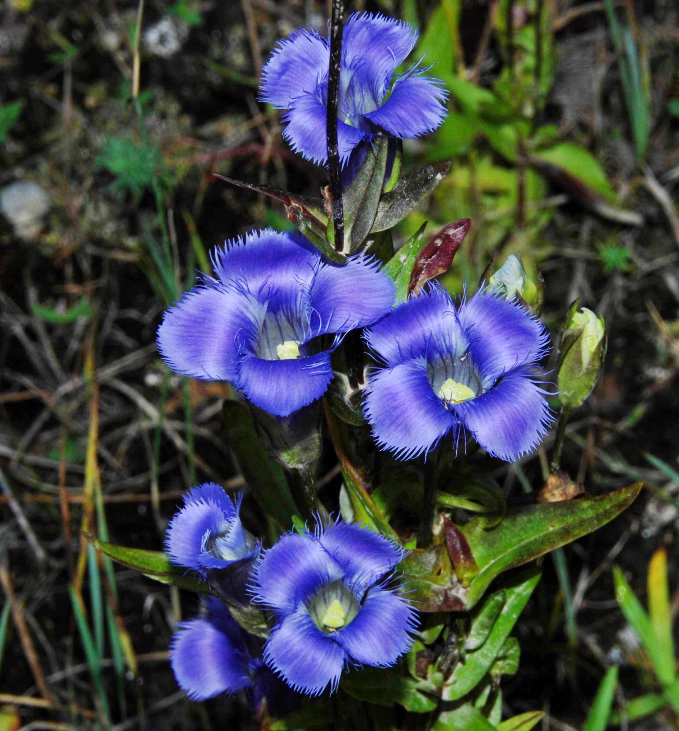 G. crinita - flowers