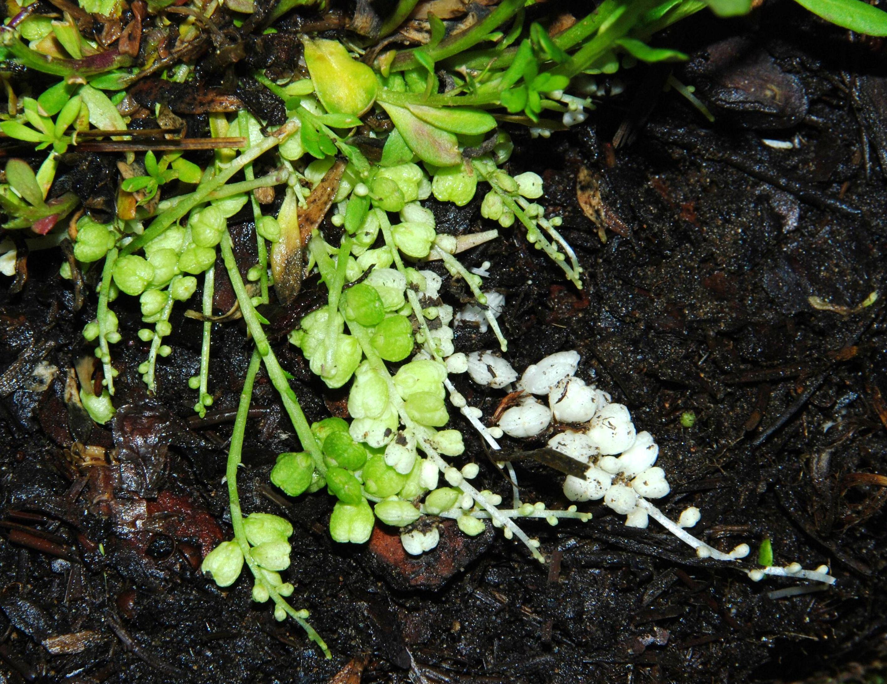 P. polygama - cleistogamous fruits