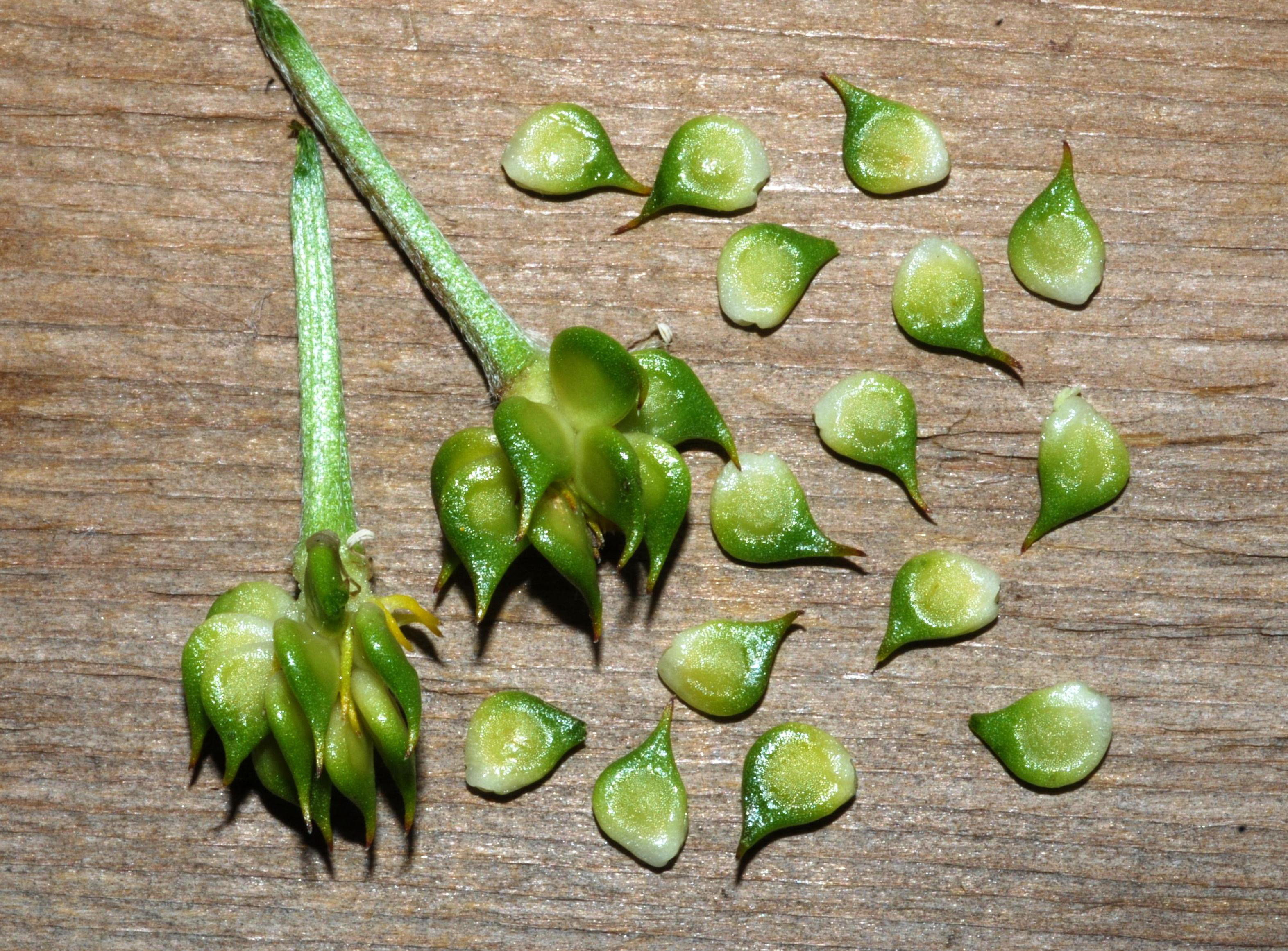 R. fascicularis - fruits/seeds