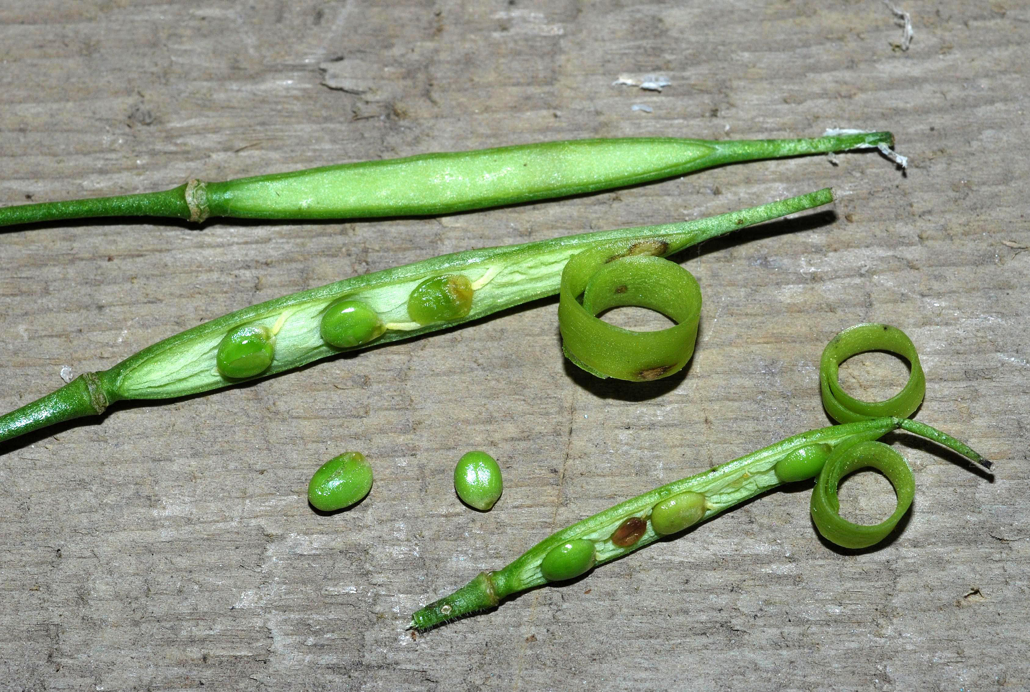 C. diphylla - fruits/seeds