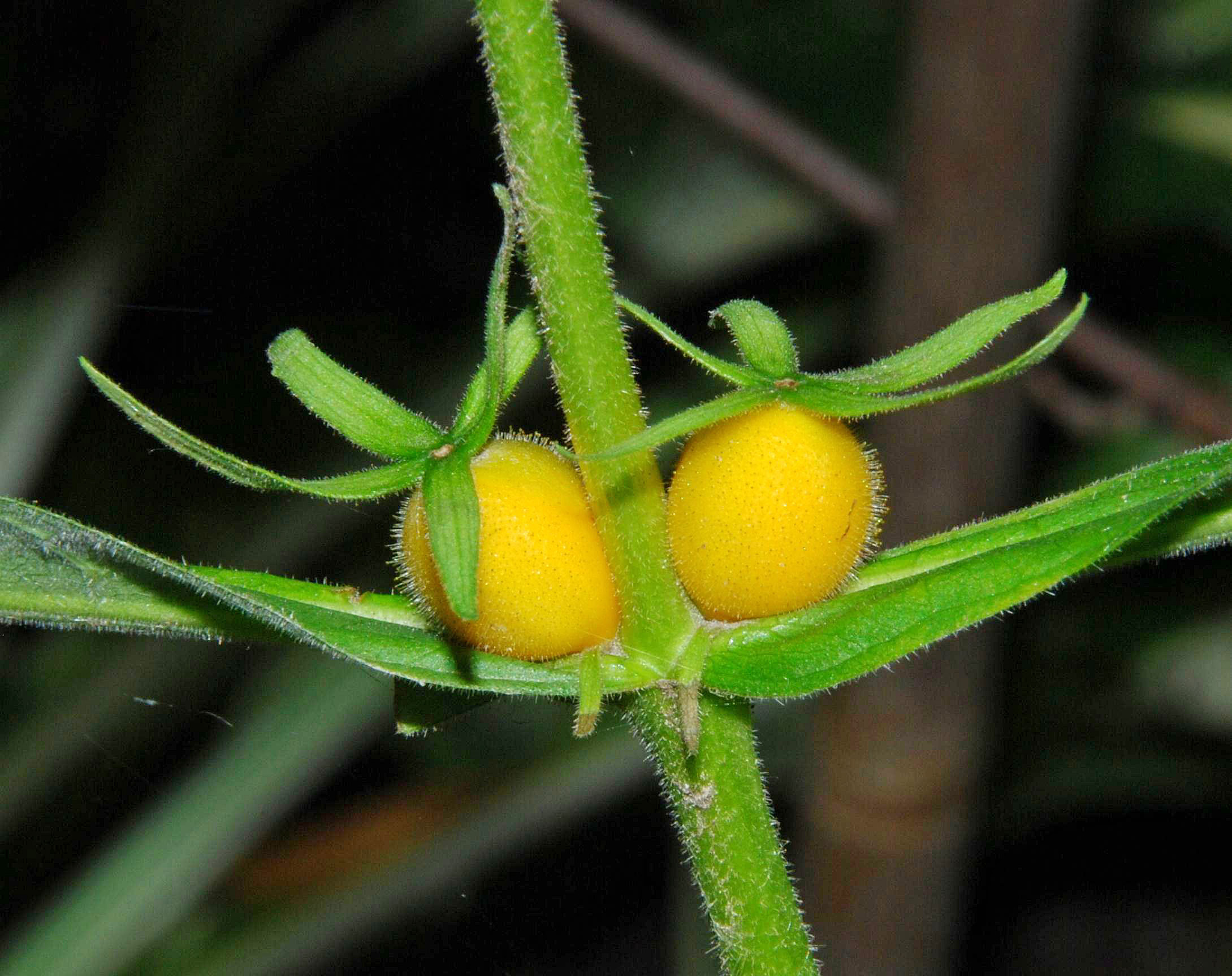 T. aurantiacum - mature fruits