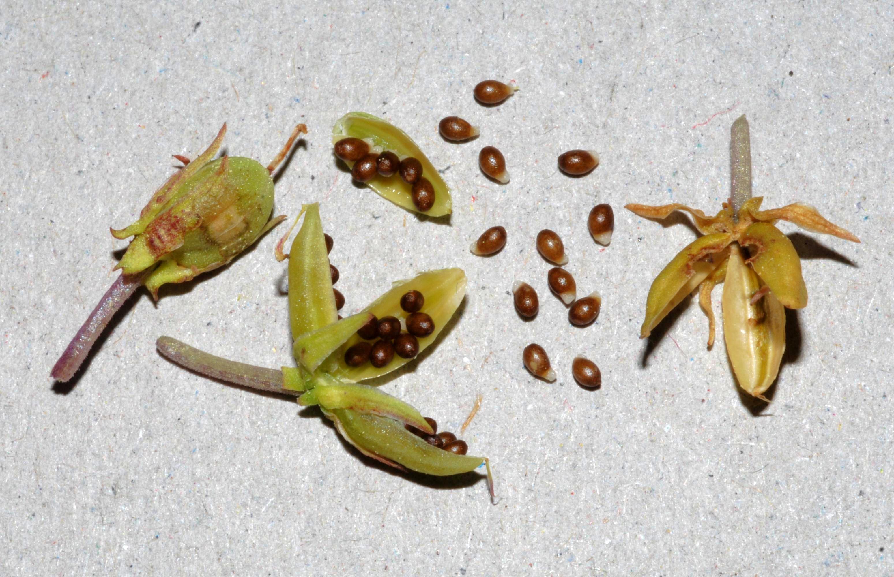 V. labradorica - fruits/seeds