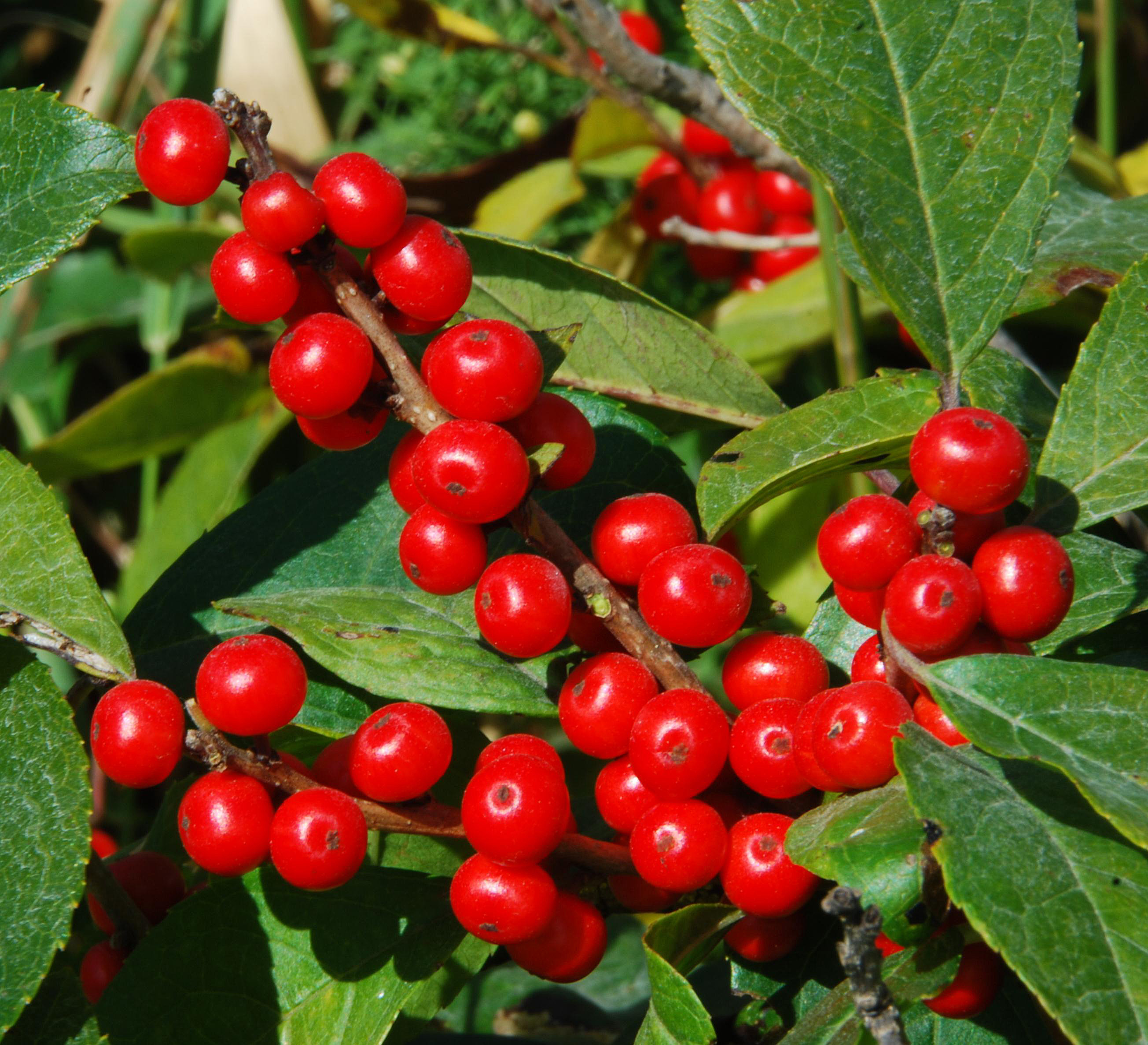 I. verticillata - mature fruits