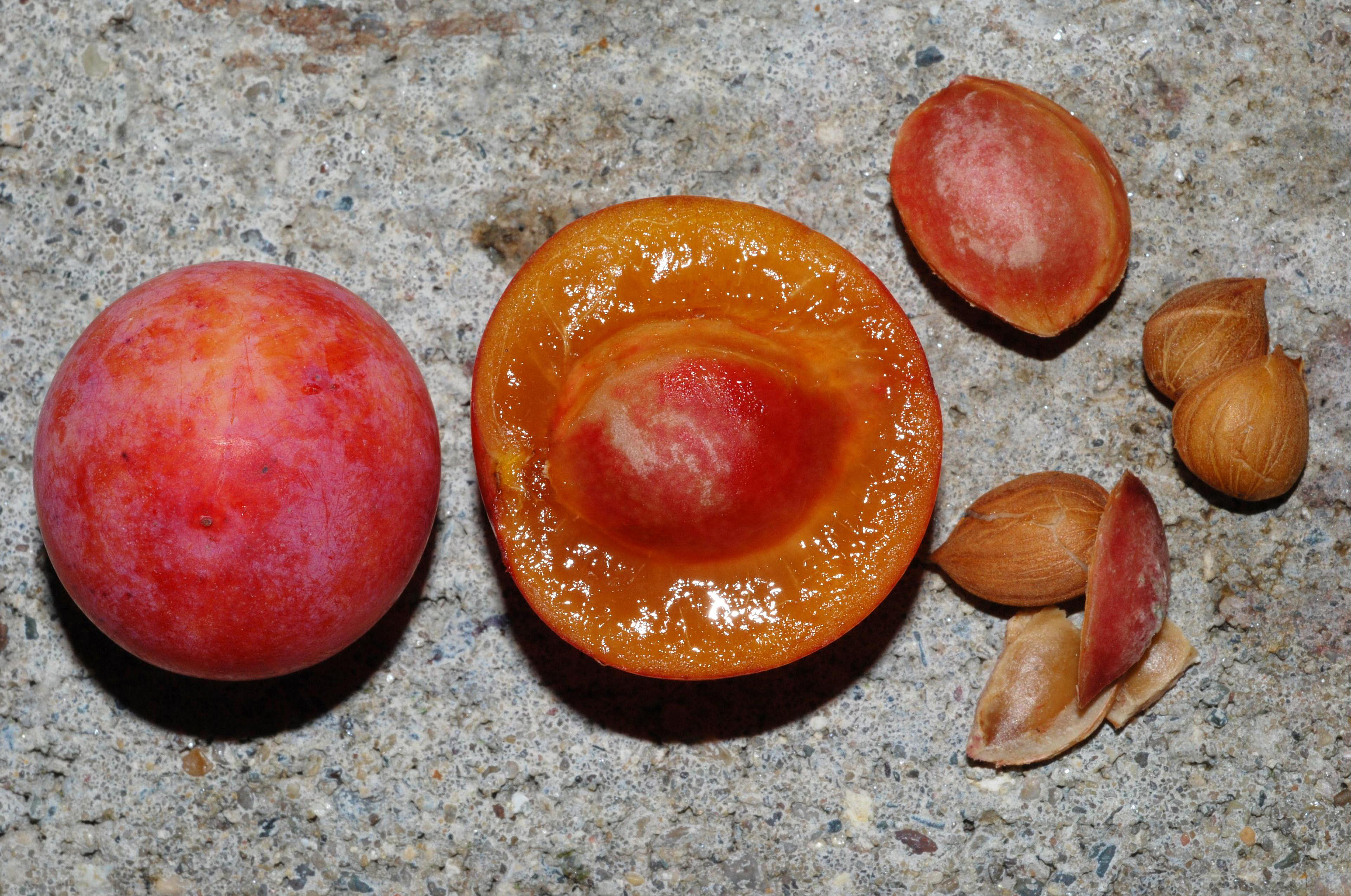 P. americana - fruits/seeds