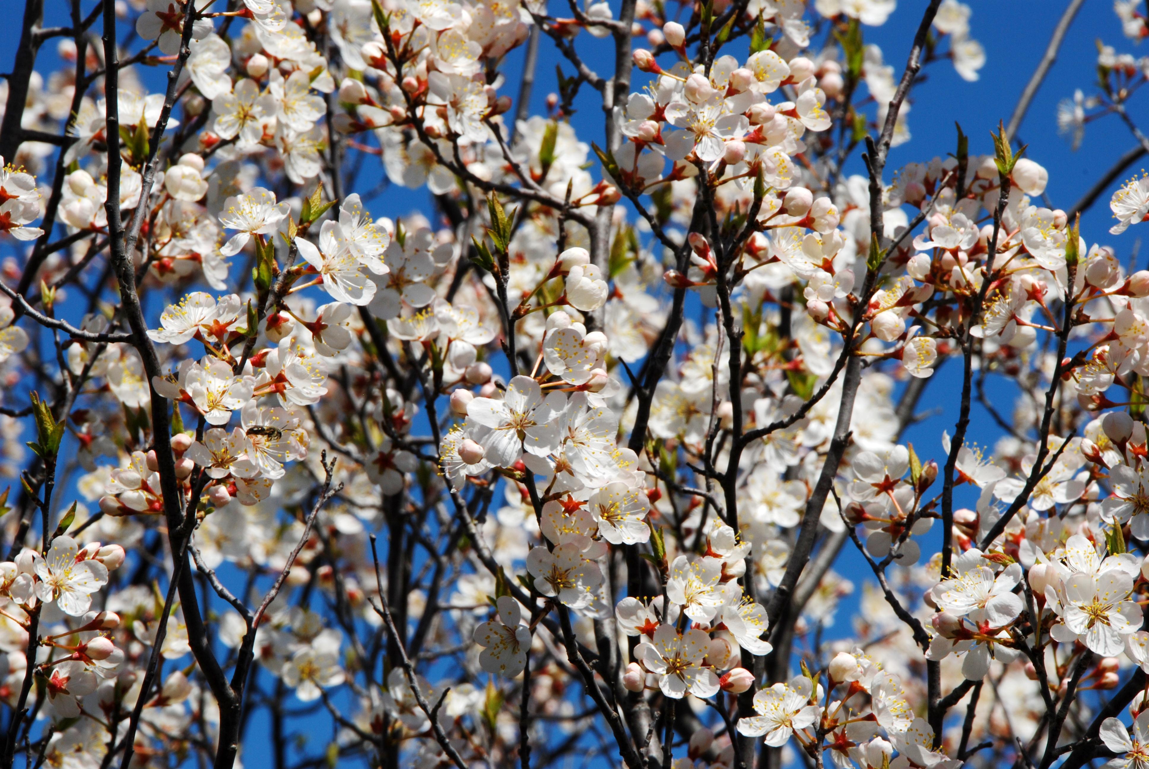 P. nigra - flowers