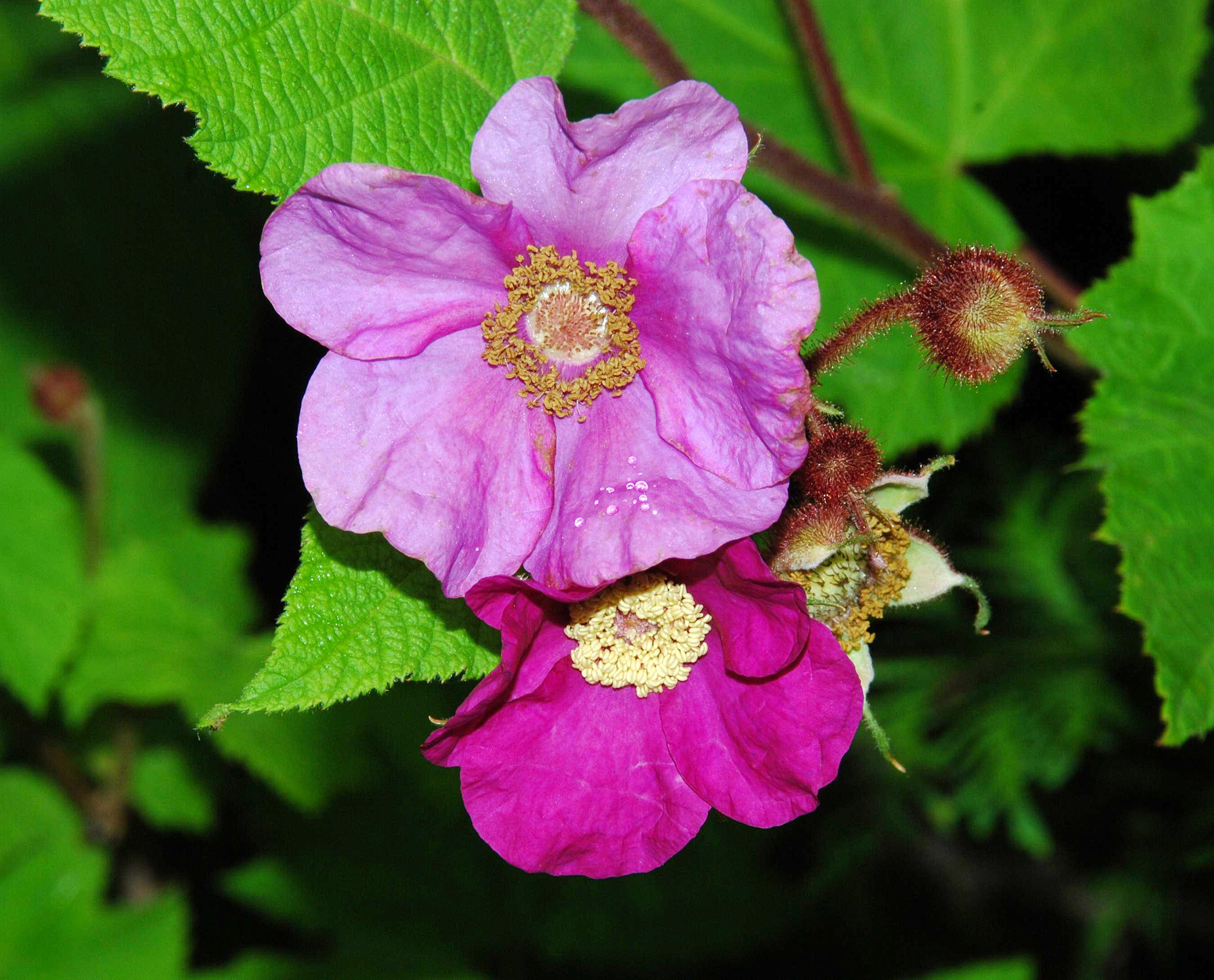 R. odoratus - flowers