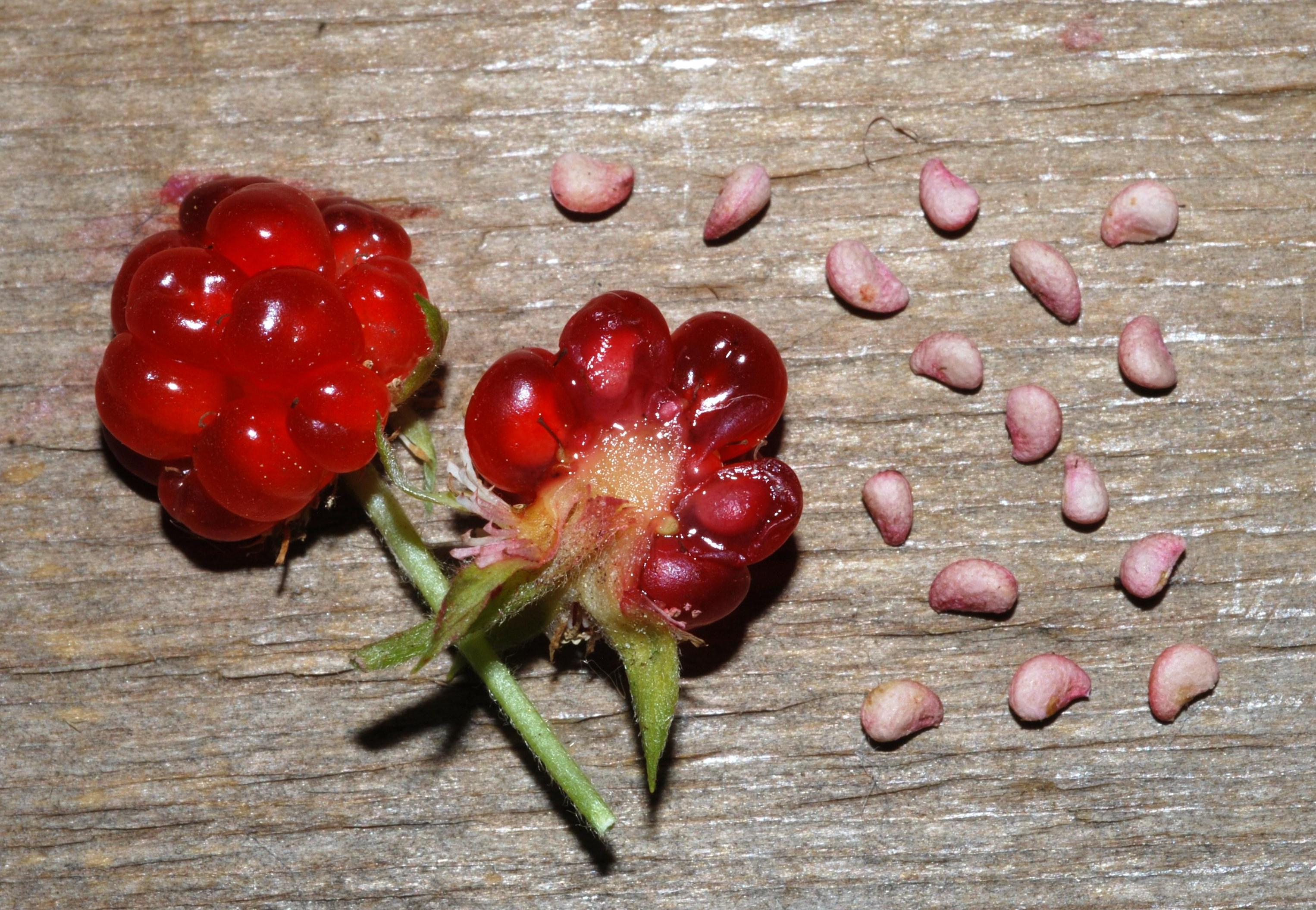 R. pubescens - fruits/seeds