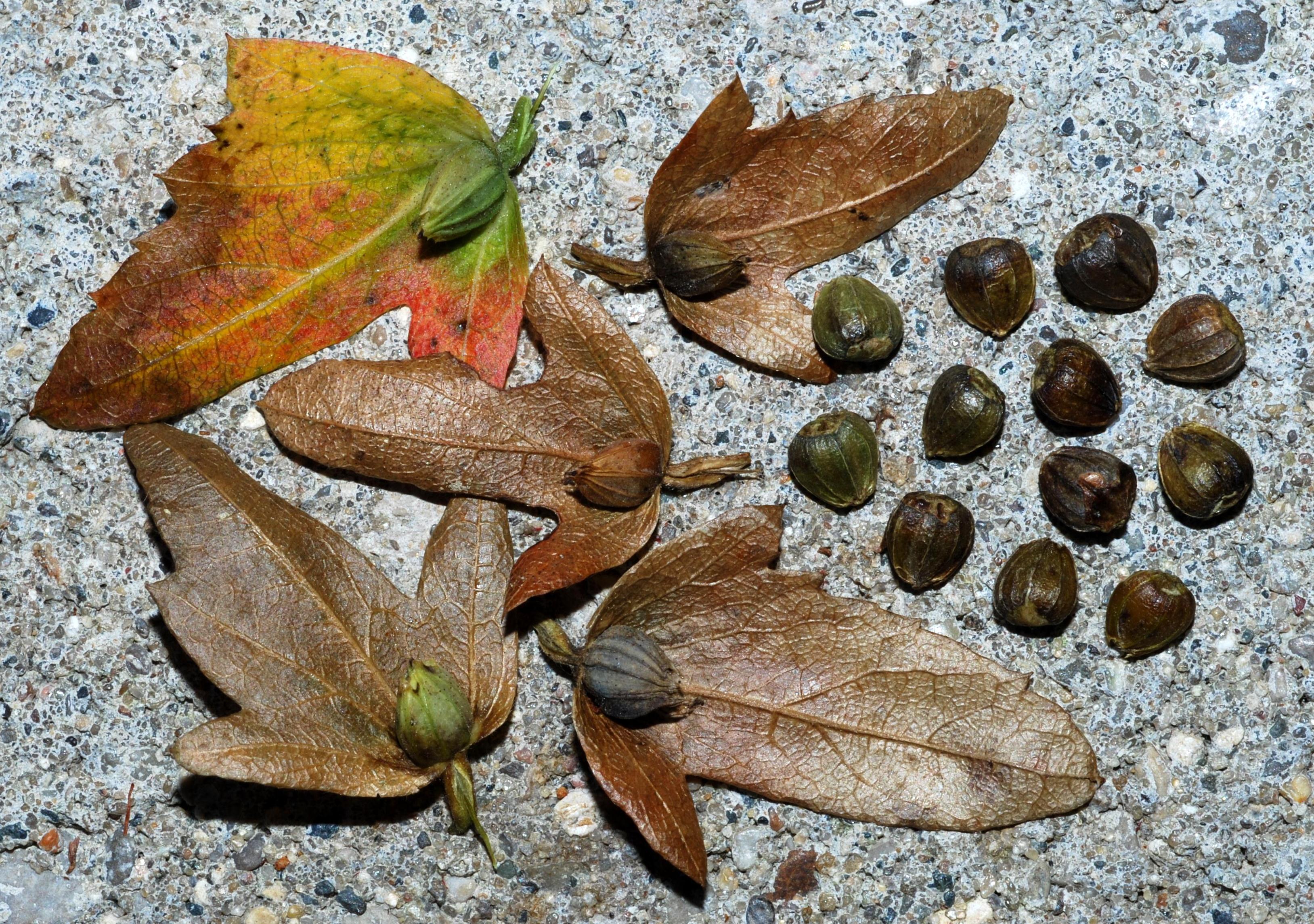 C. caroliniana - fruits