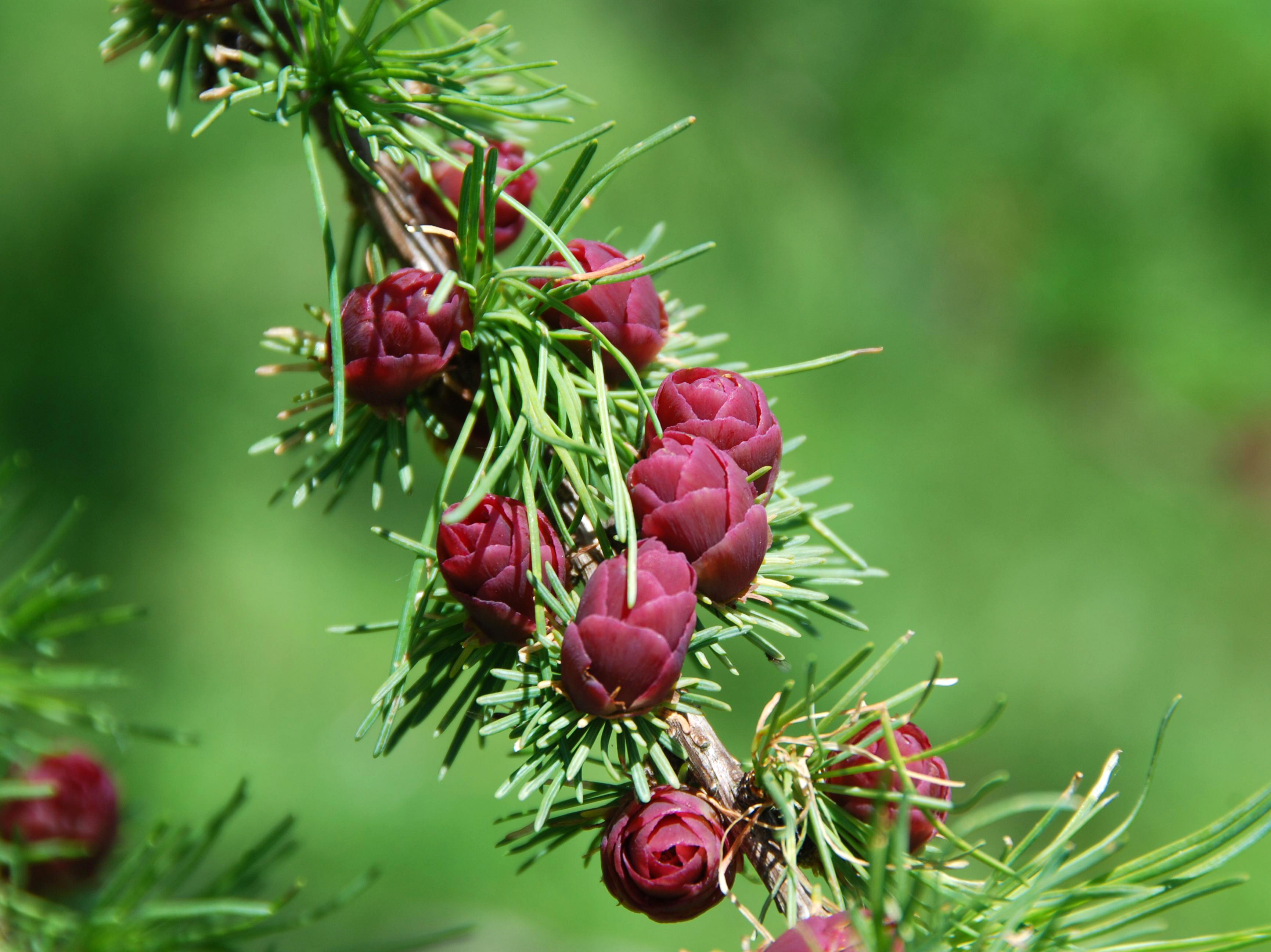 L. laricina - young cones