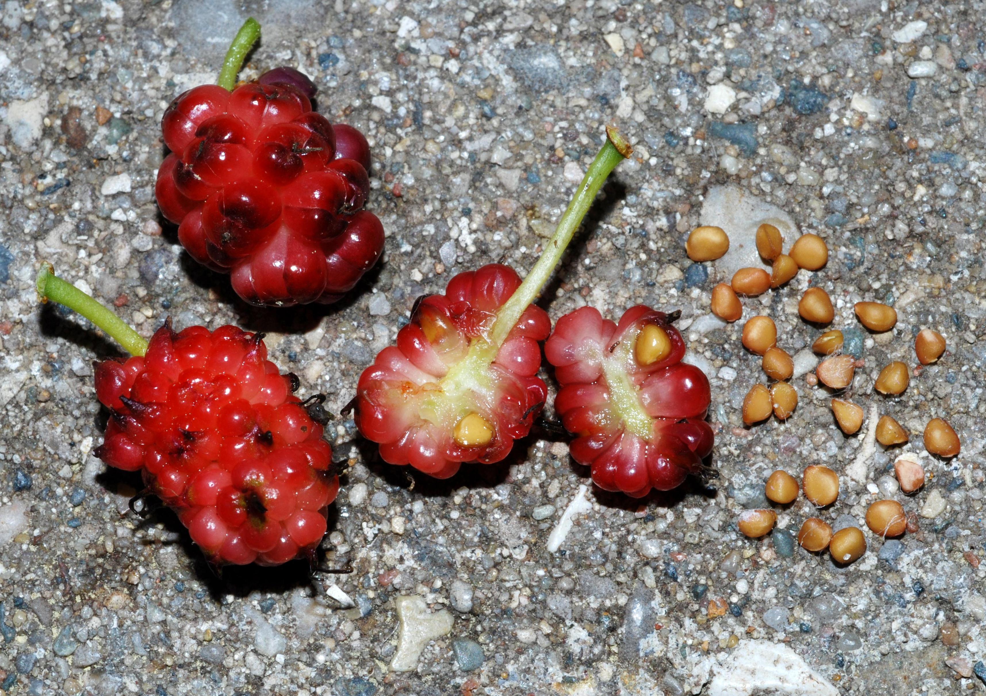 M. rubra - fruits/seeds