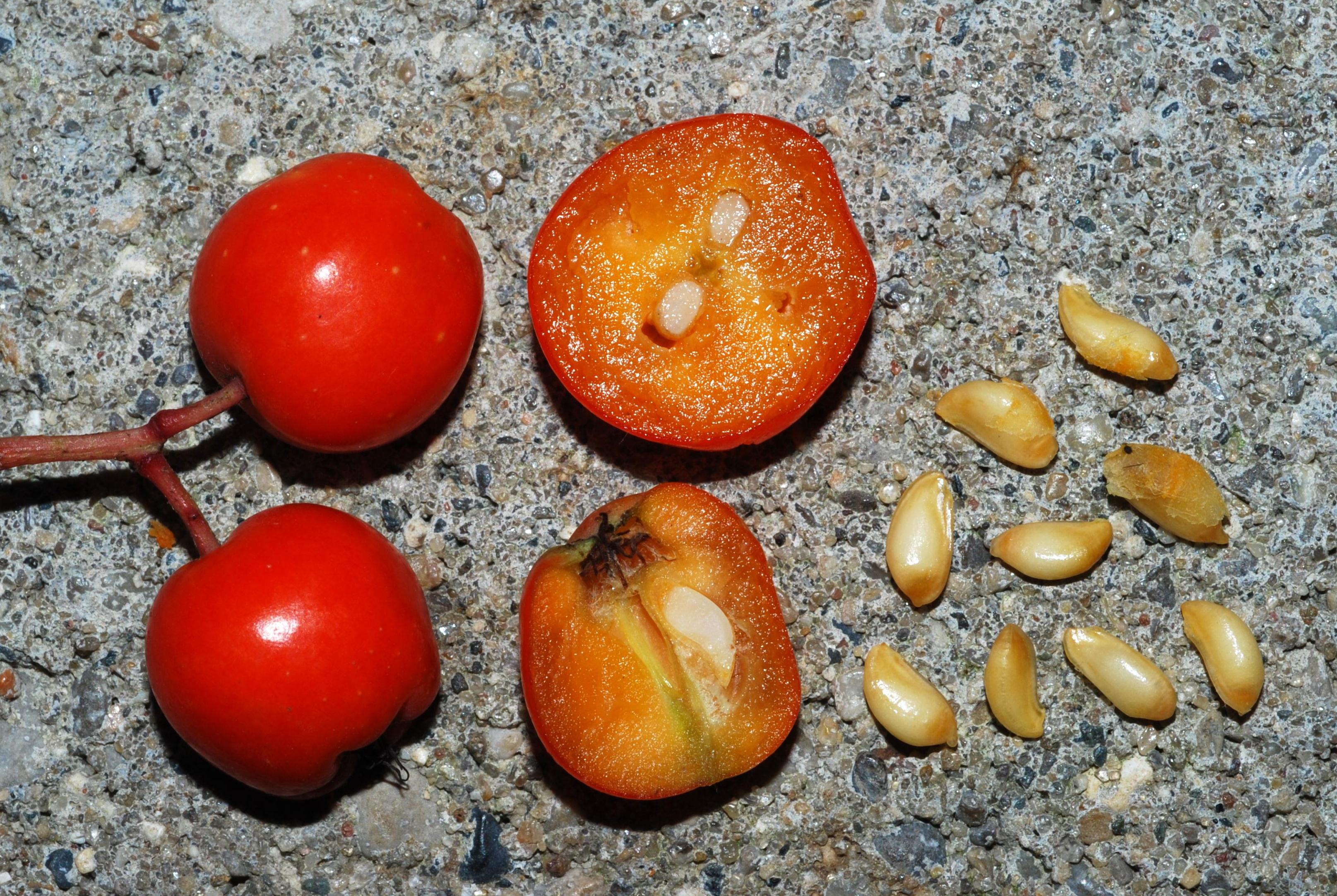 S. decora - fruits/seeds