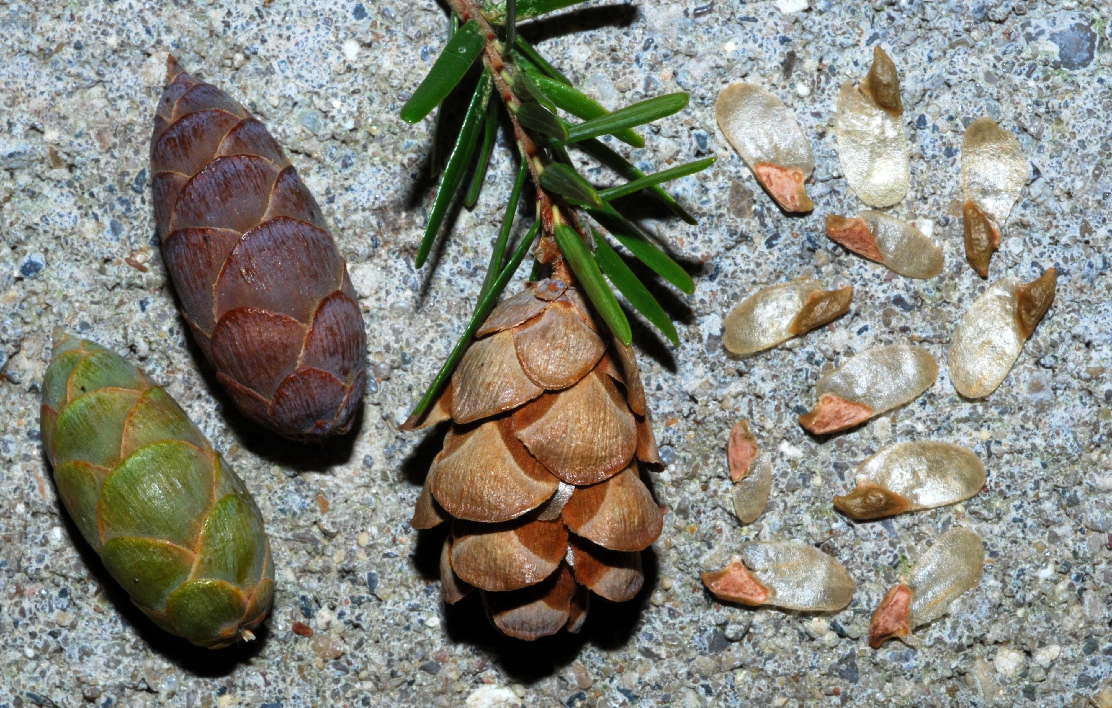 T. canadensis - cones/seeds