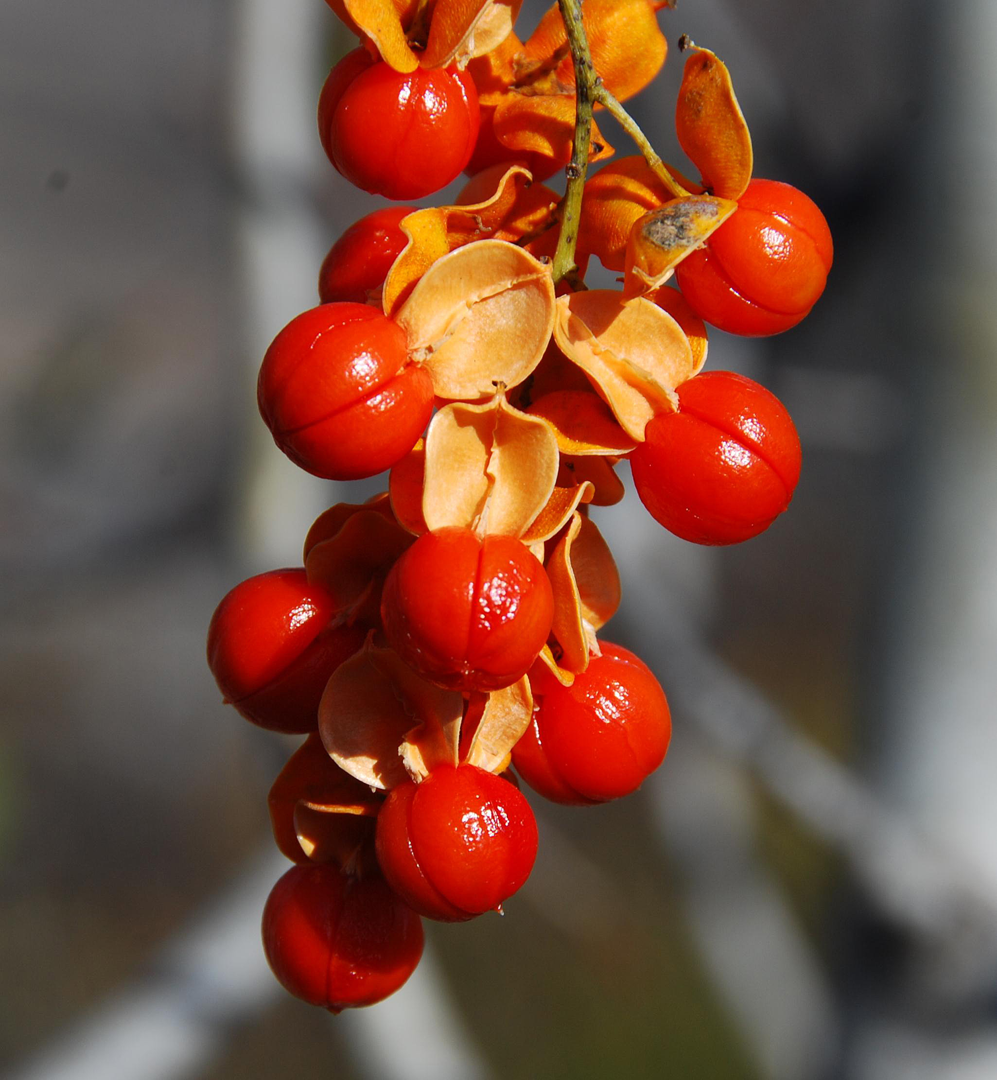 C. scandens - mature fruits