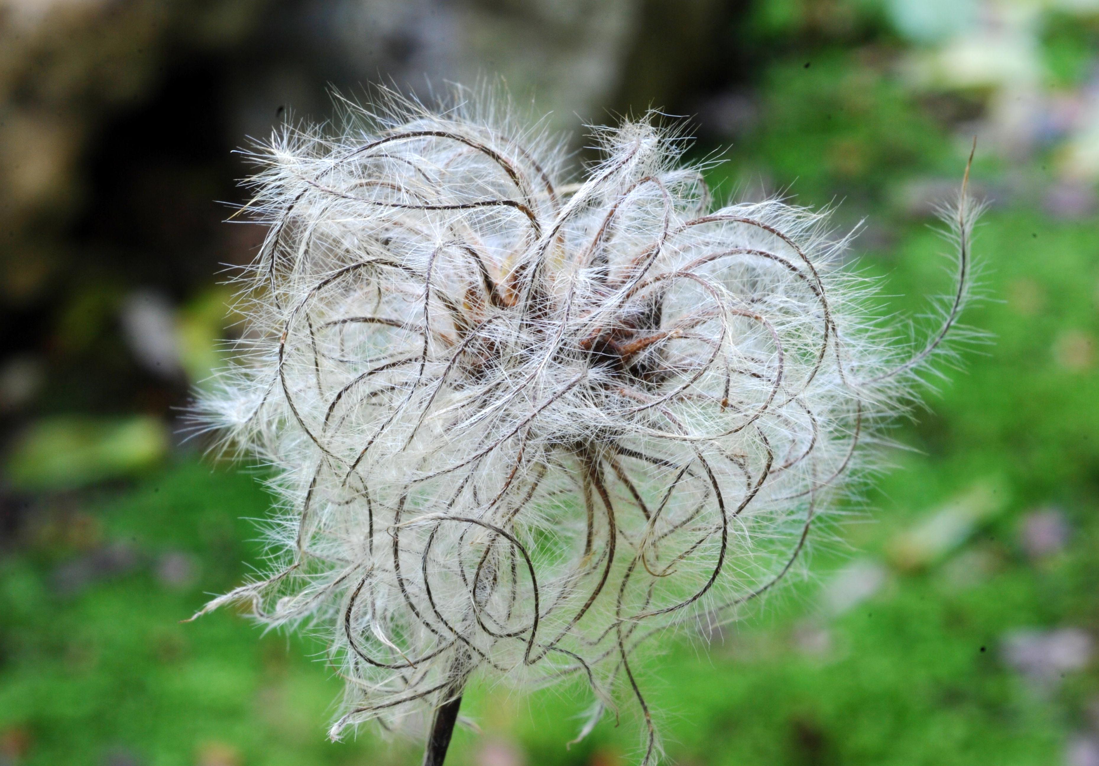 C. occidentalis - mature fruits