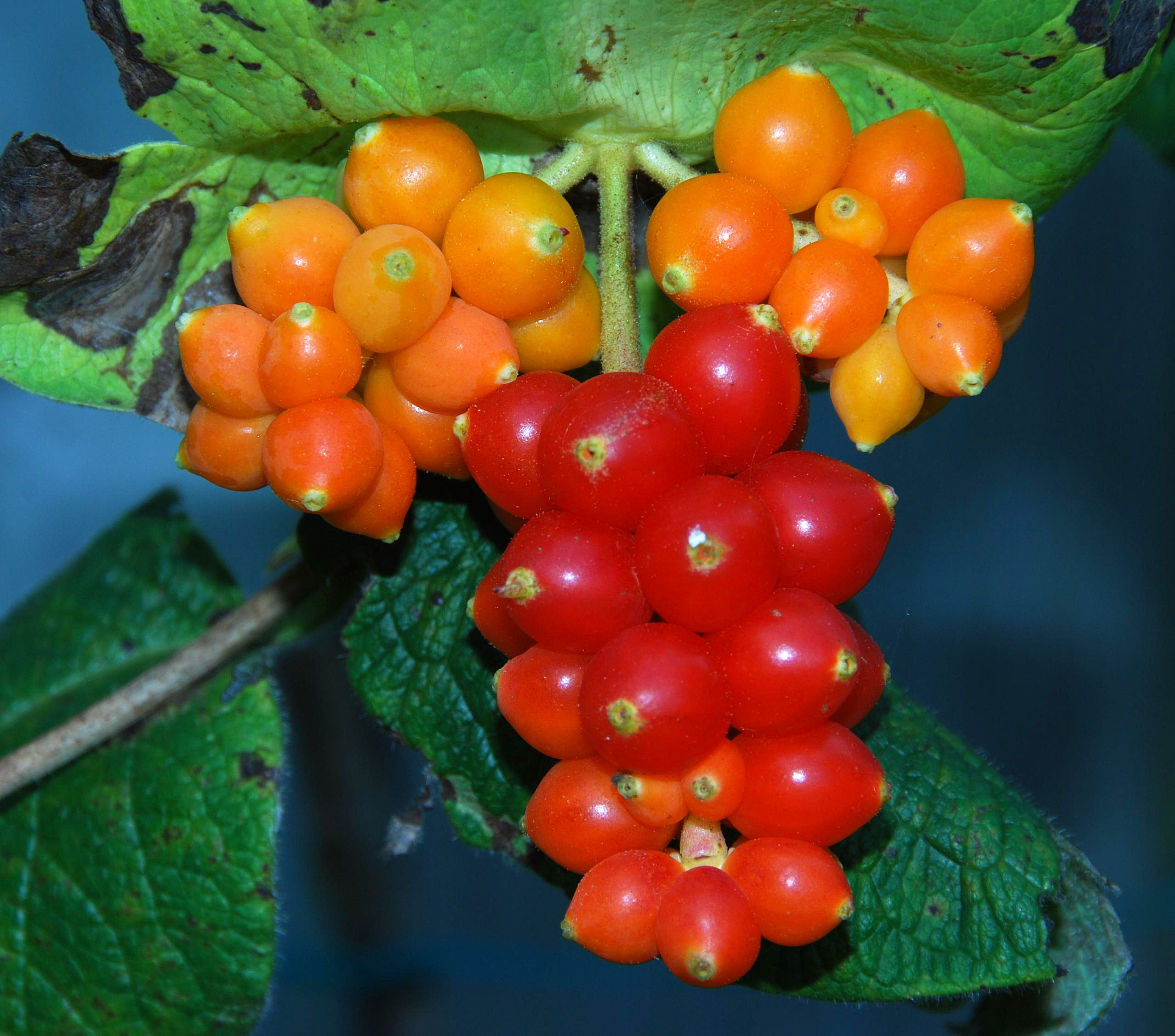 L. hirsuta - mature fruits