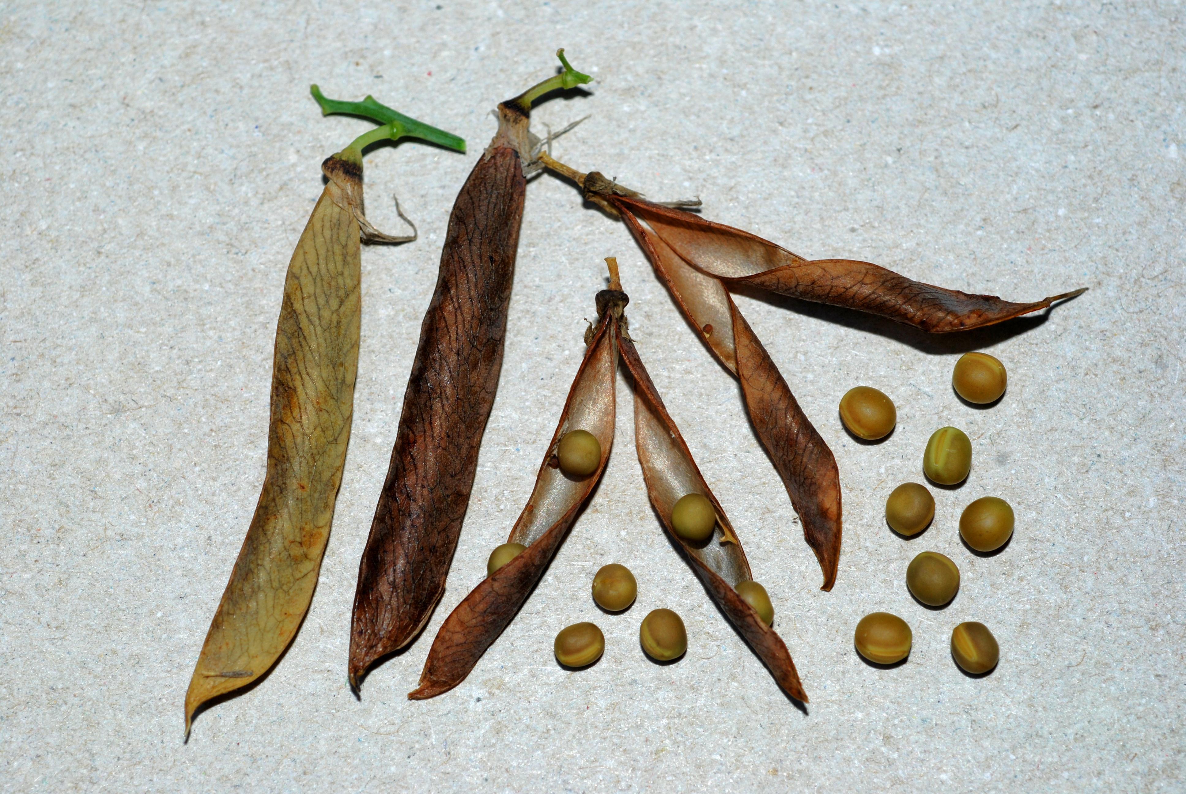 L. ochroleucus - fruits/seeds