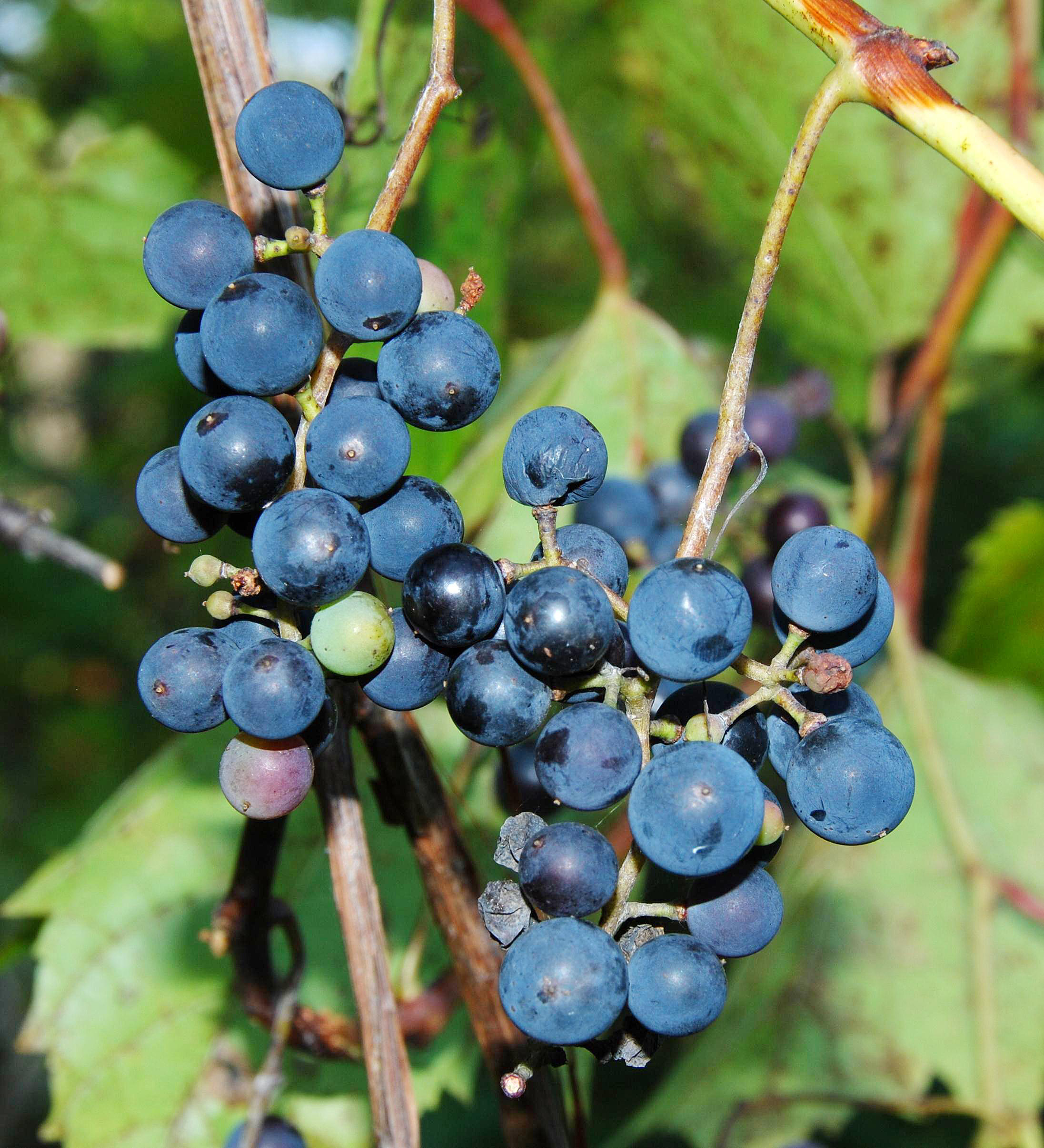 V. riparia - mature fruits